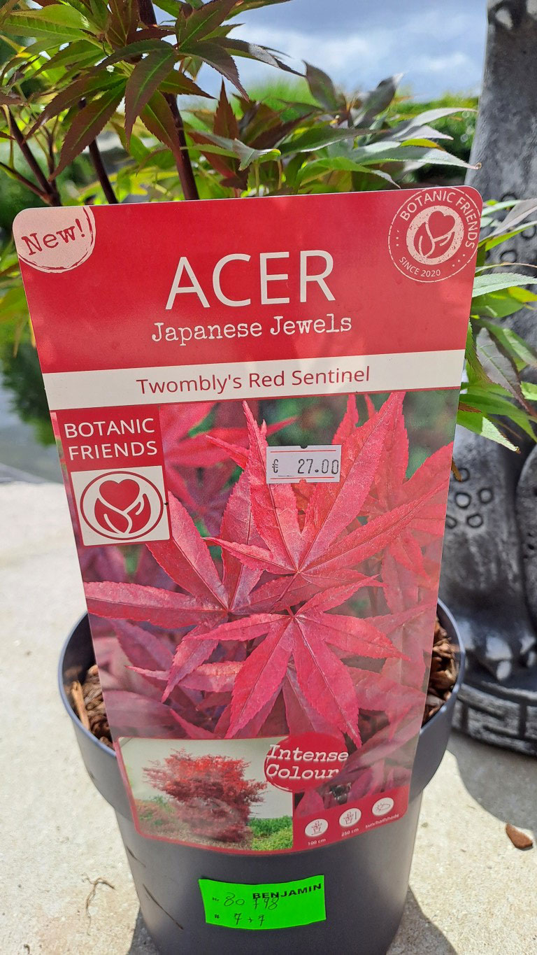 Acer palmatum 'Twombly’s Red Sentinel'
