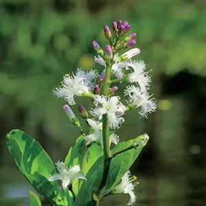 Menyanthes trifoliata,