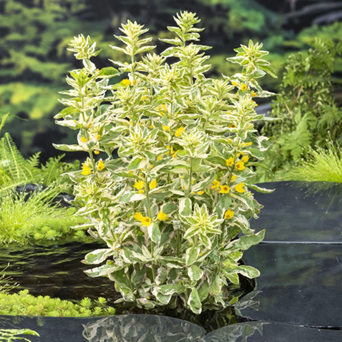 Lysimachia ‘Variegata’