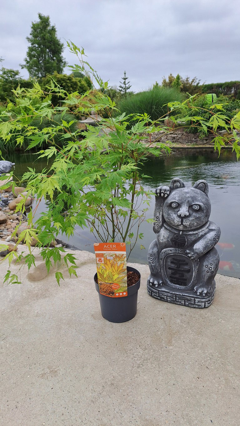 Acer palmatum 'Orange Lace'®