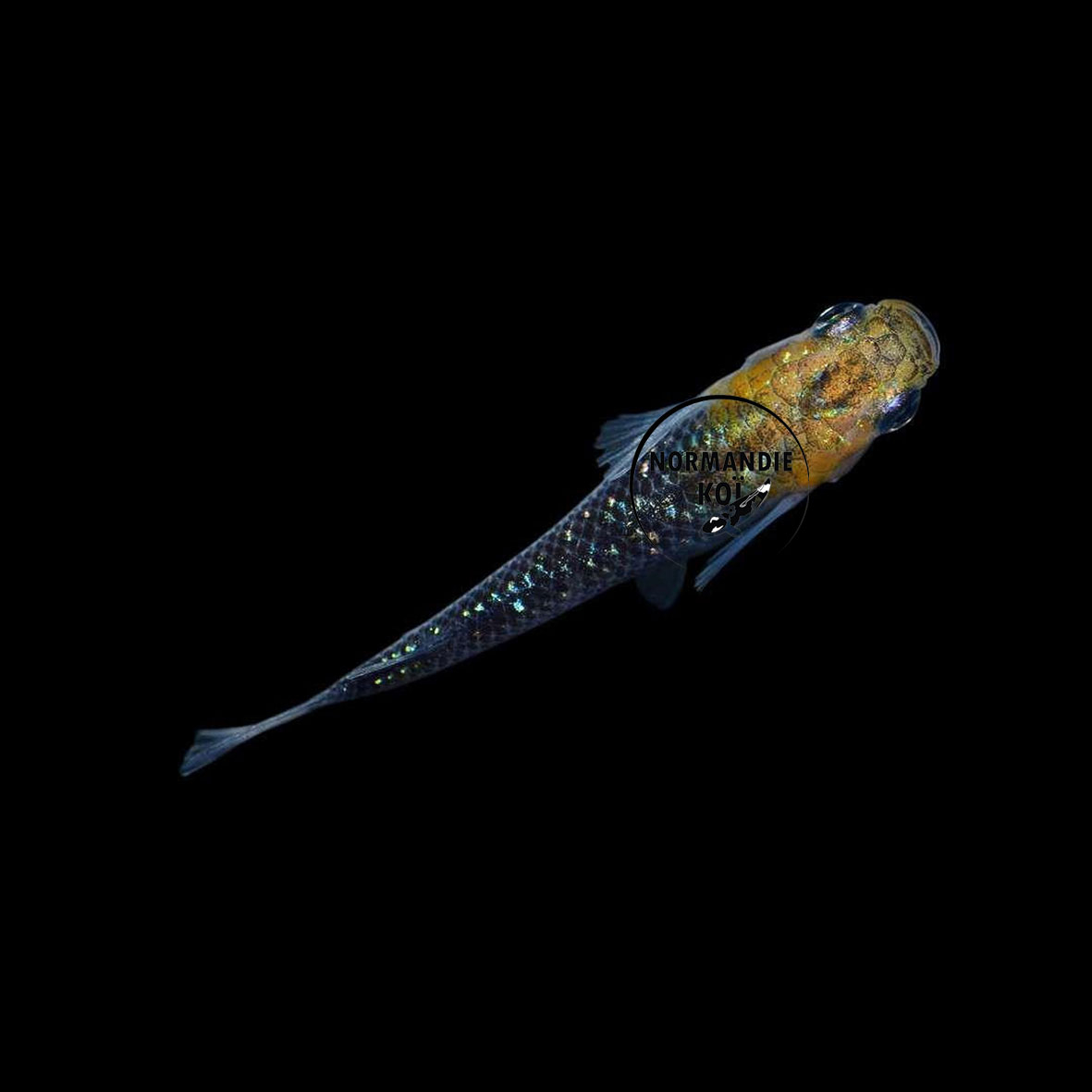 Oryzias latipes - Medaka Lame Tête Jaune