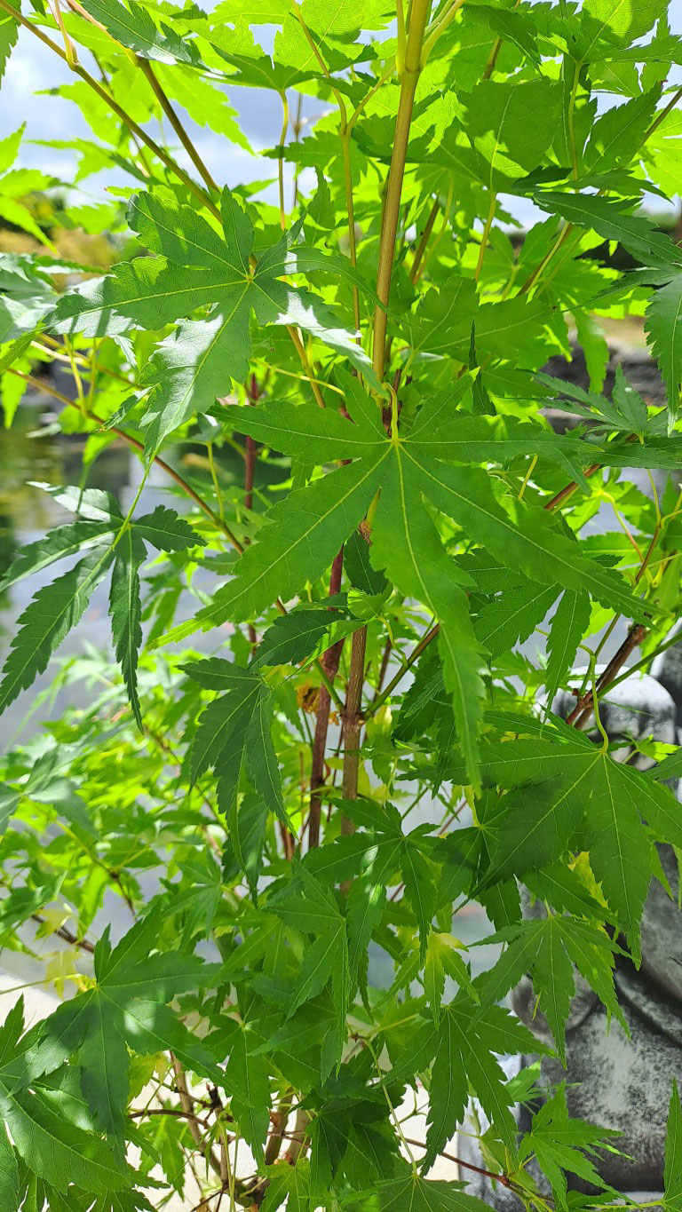 Acer palmatum 'Sango kaku'