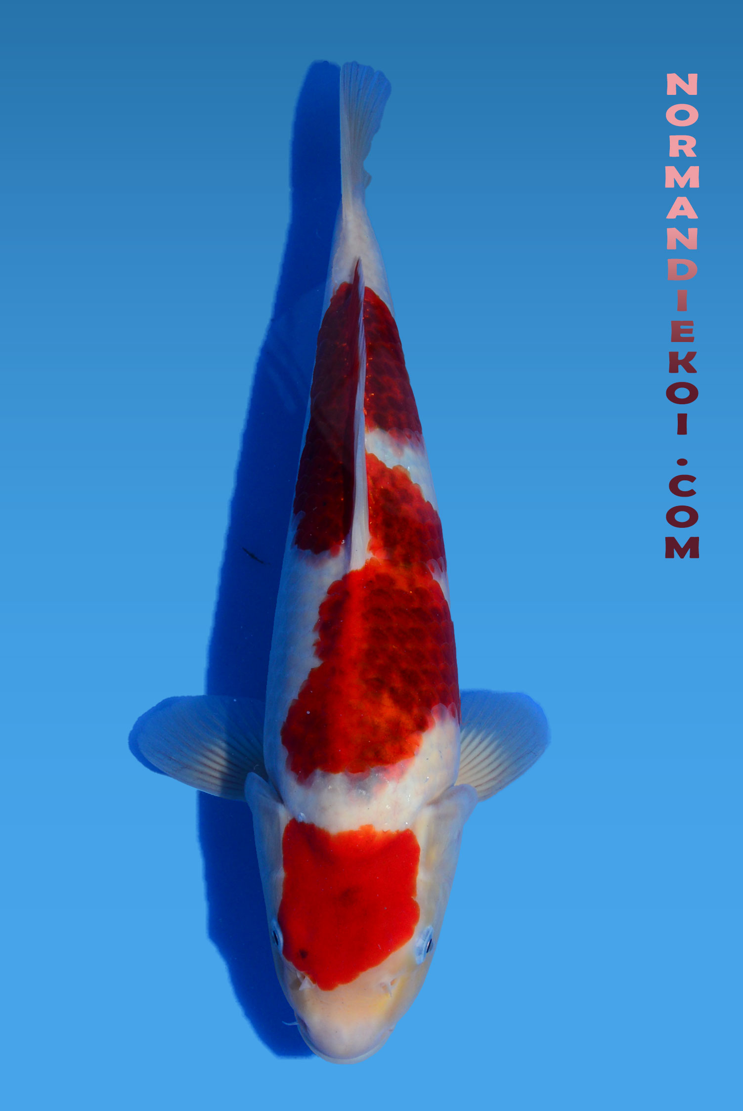 Goromo