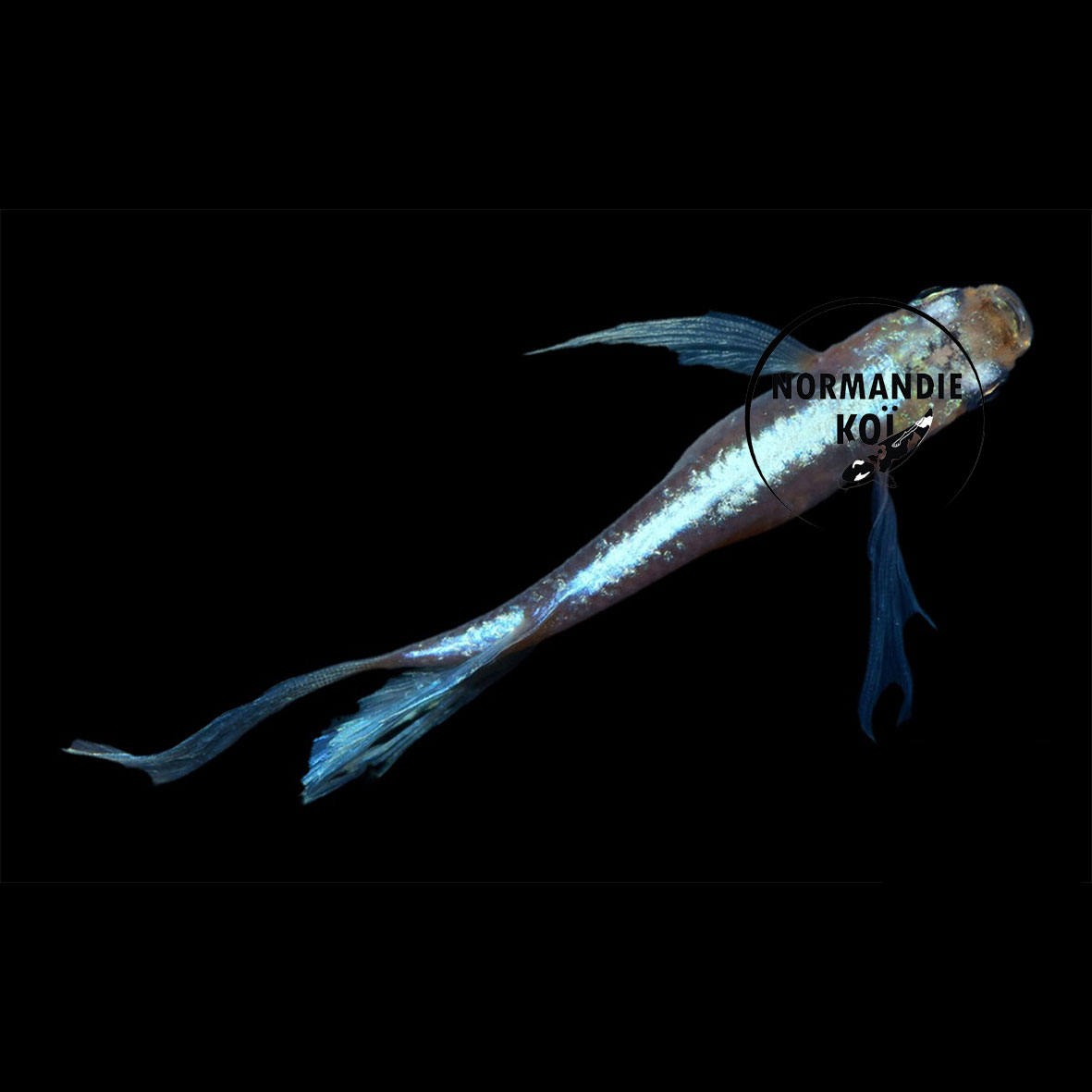 Oryzias latipes - Medaka Miyuki Longfin