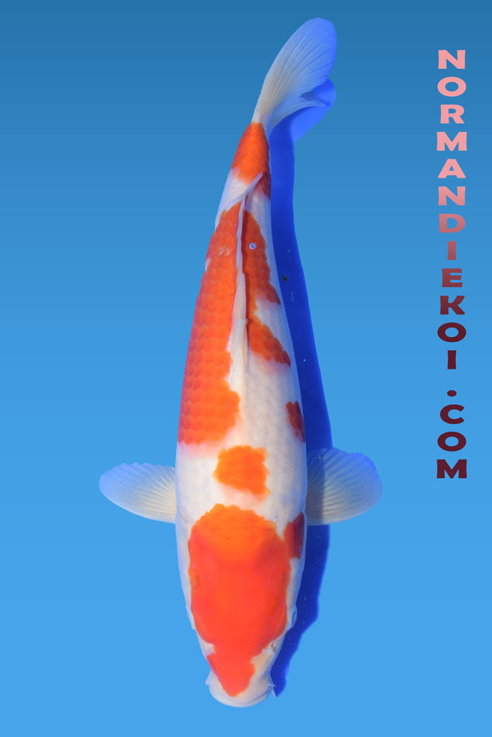 Kohaku