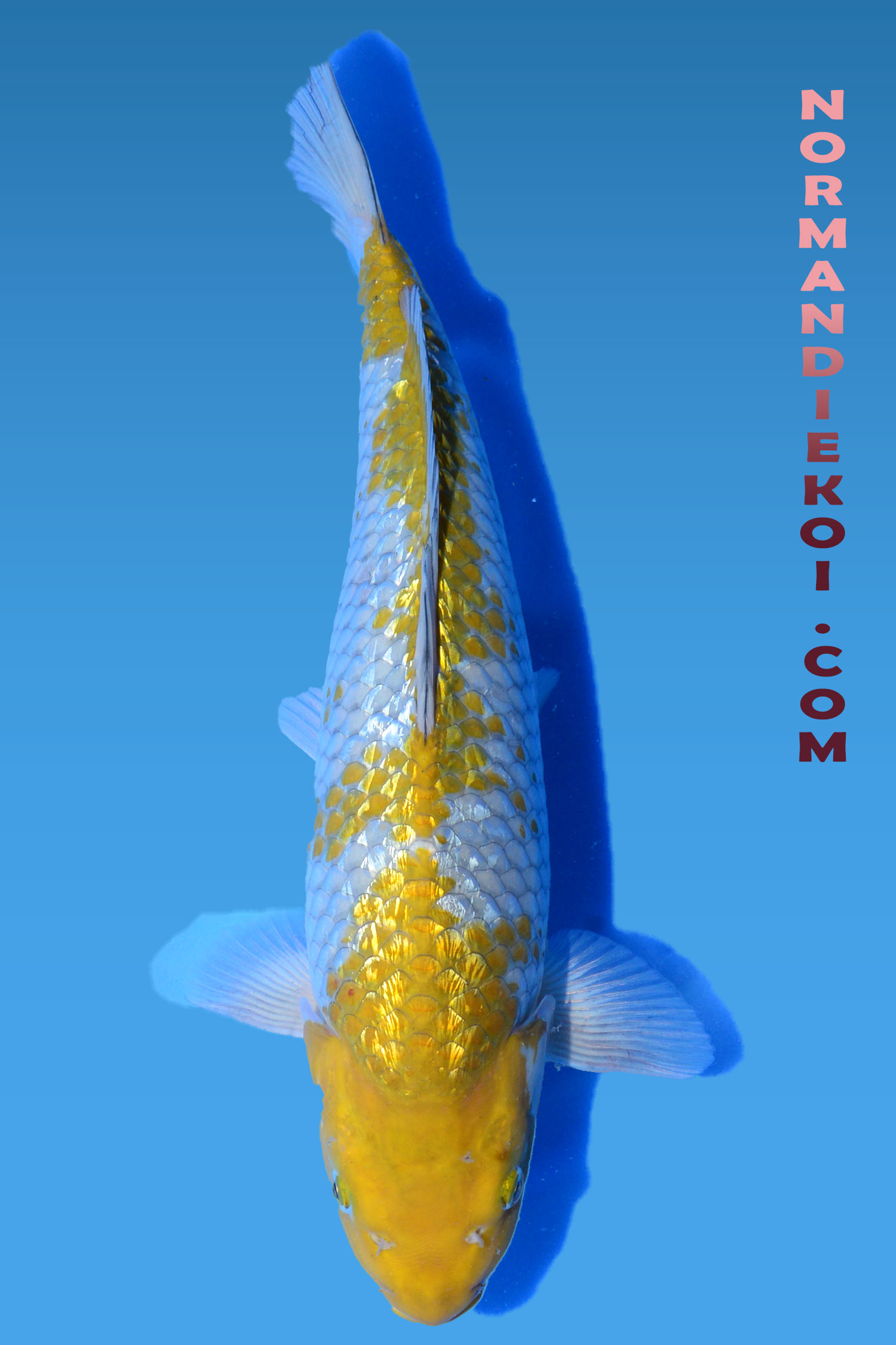 Ginrin ochiba shigure