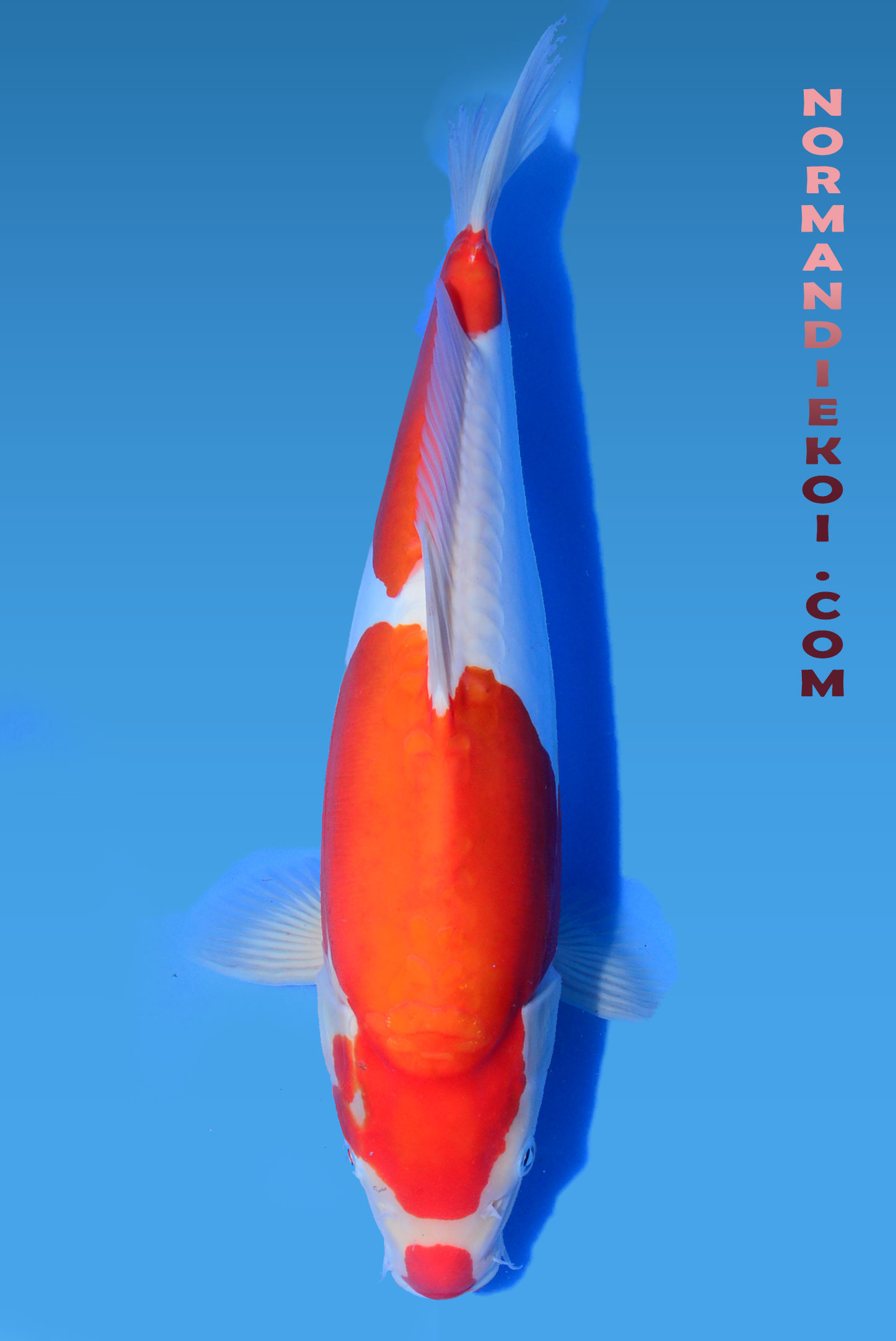 Doitsu kohaku