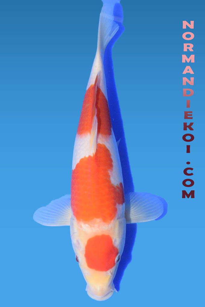 Kohaku