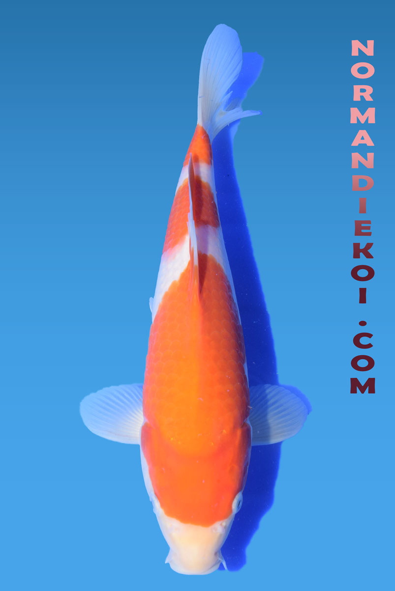 Kohaku