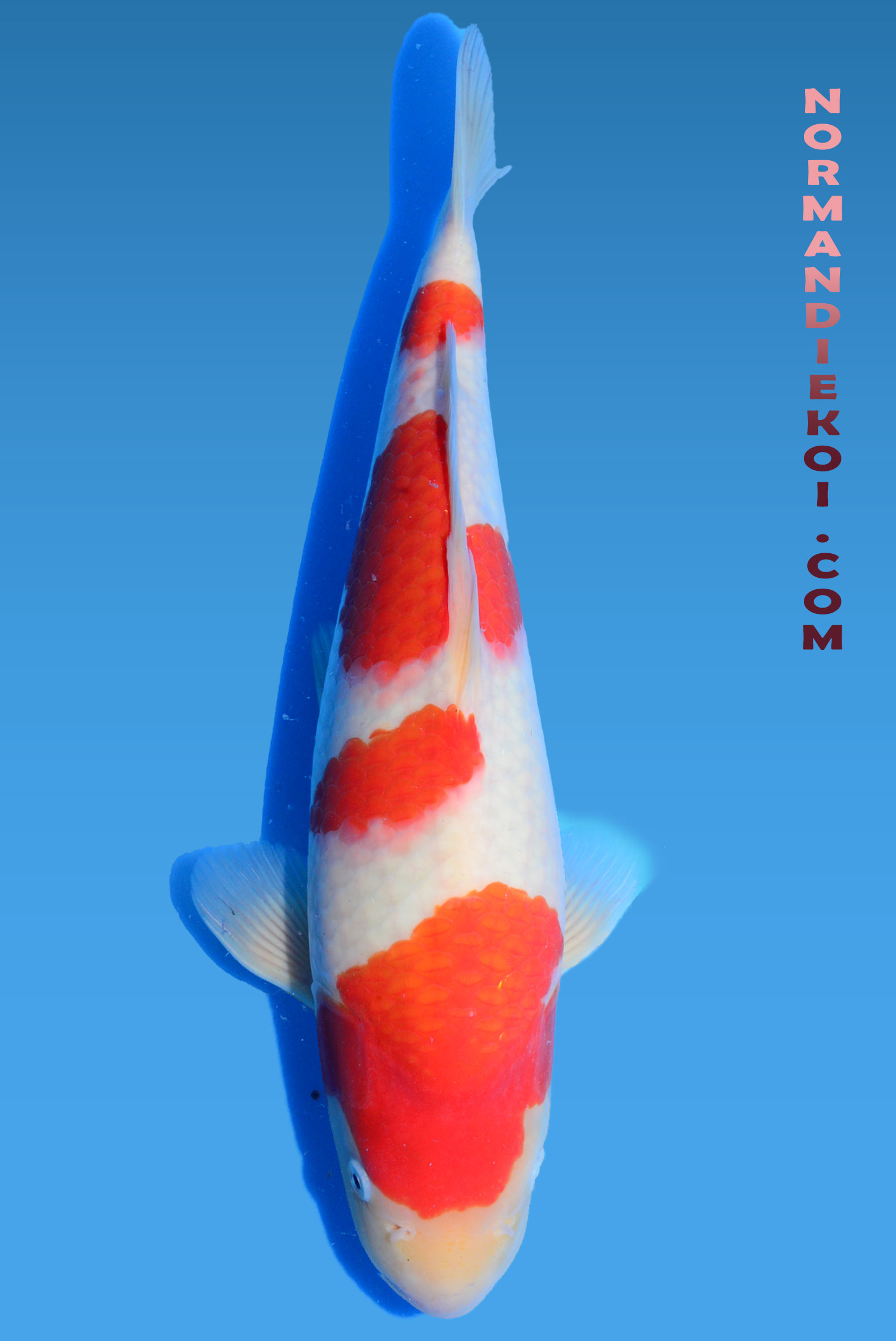 Kohaku