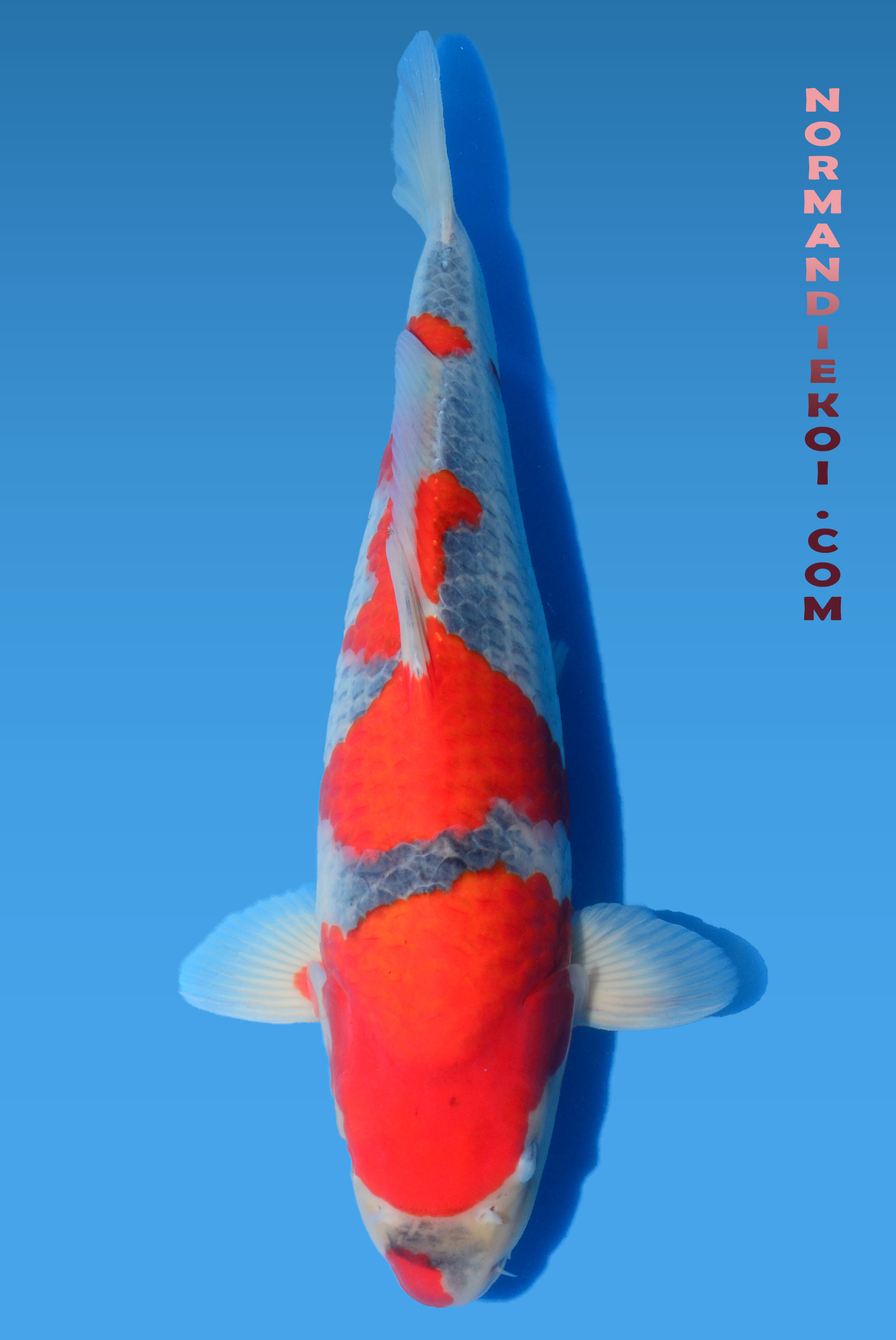 Goshiki
