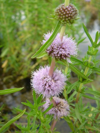 Preslia cervina