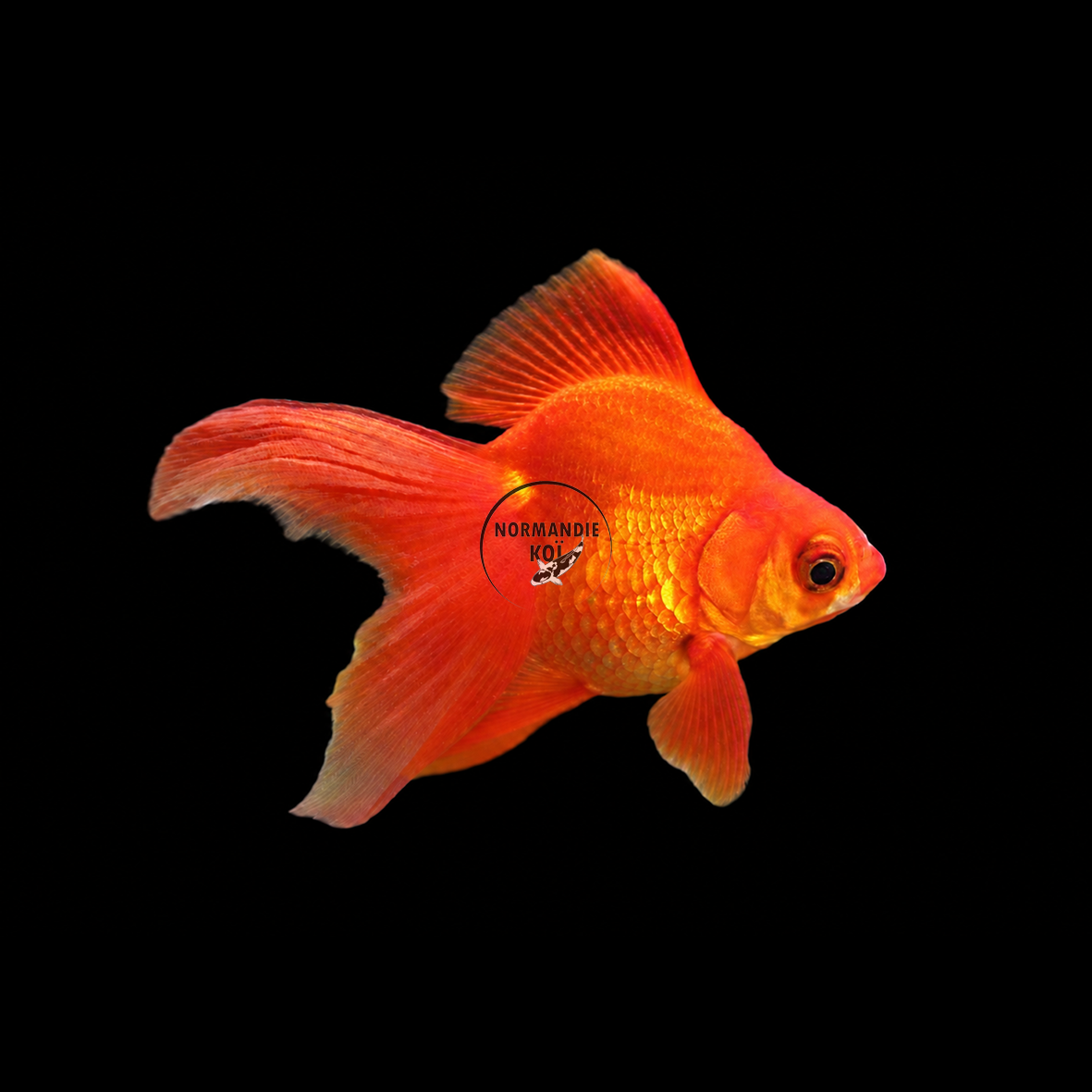 Carassius auratus - Ryukin Rouge 8-9 cm