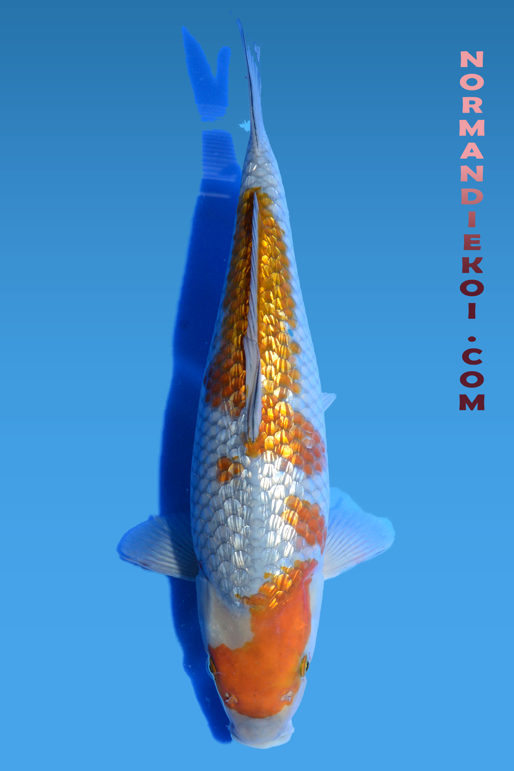 Ginrin ochiba shigure