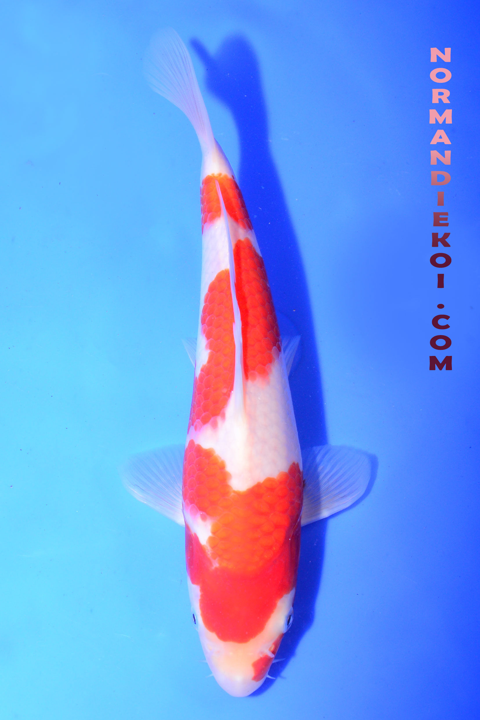 Kohaku
