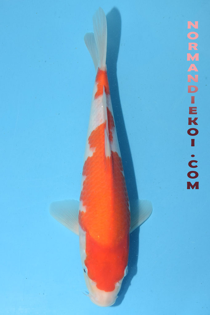 Kohaku