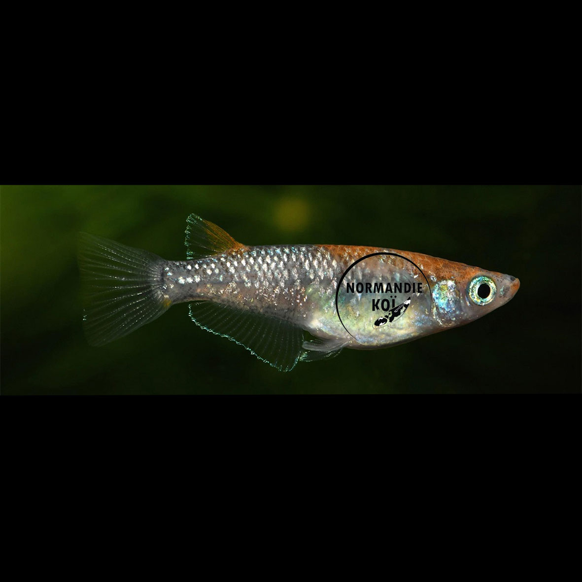 Oryzias latipes - Medaka Lame Sanke