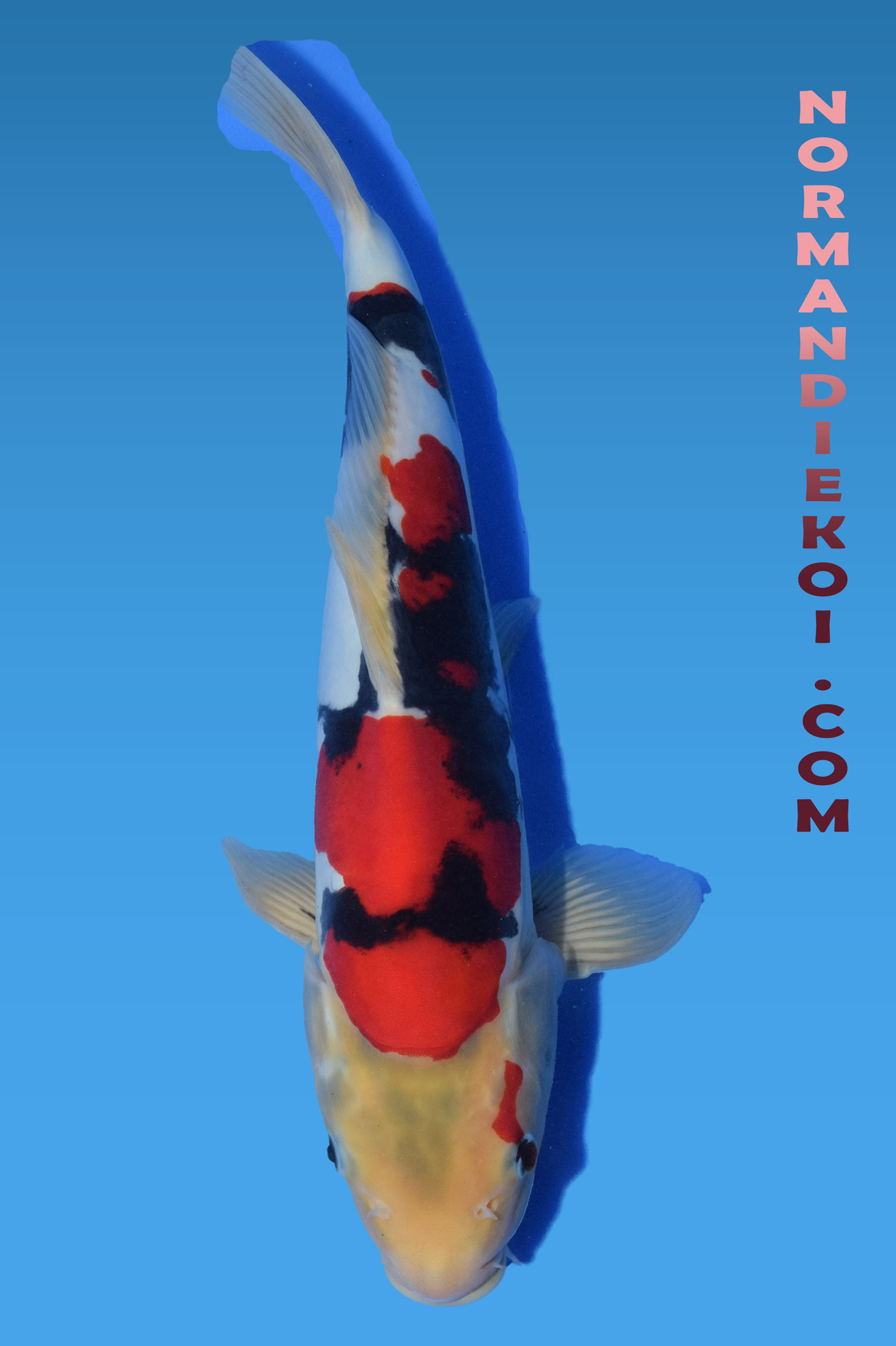 Beni kumonryu