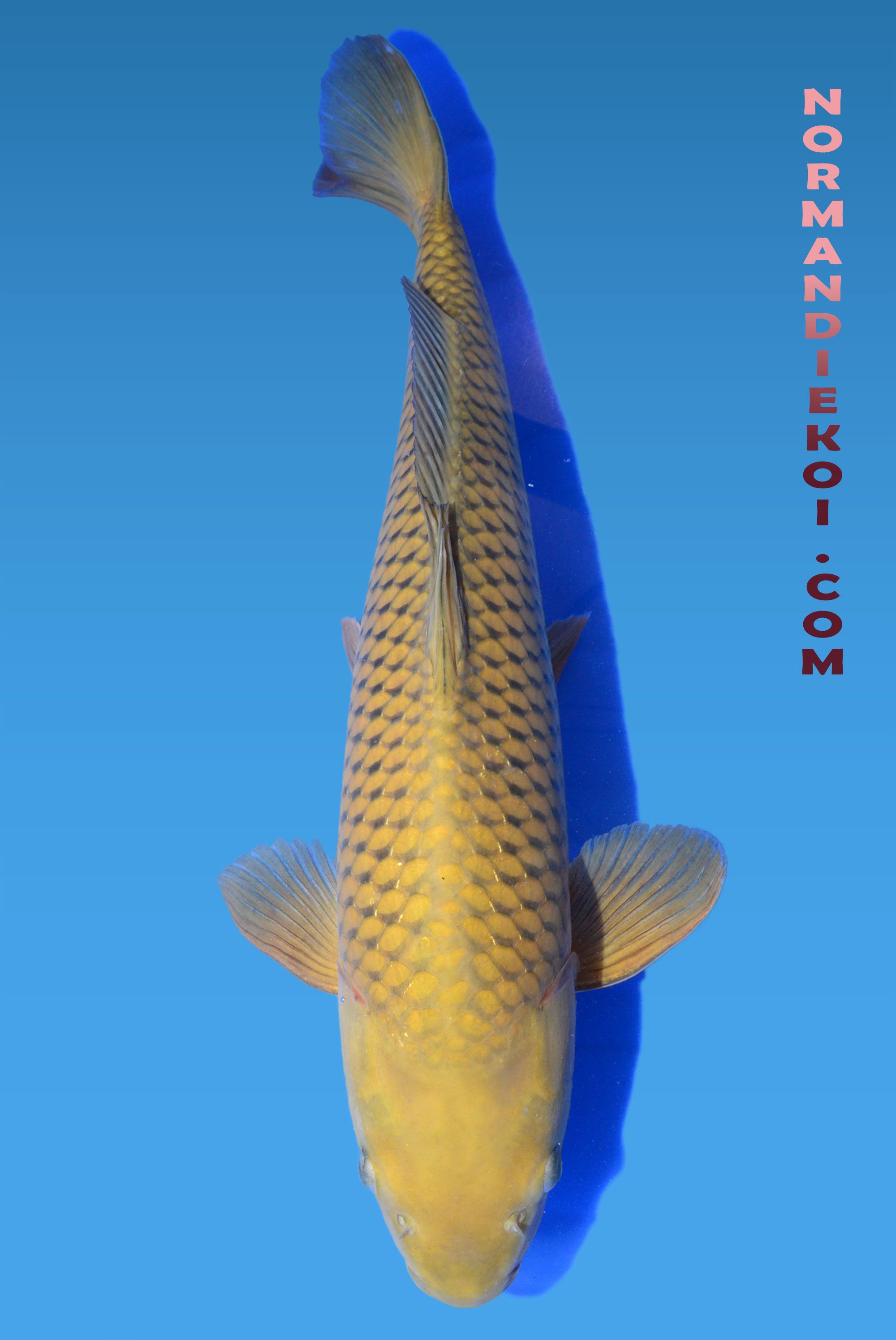 Chagoi