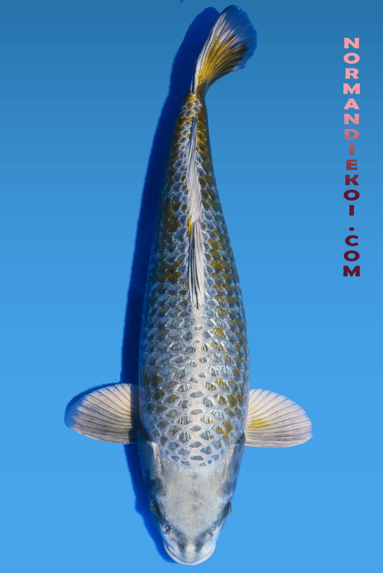 Mukashi ogon