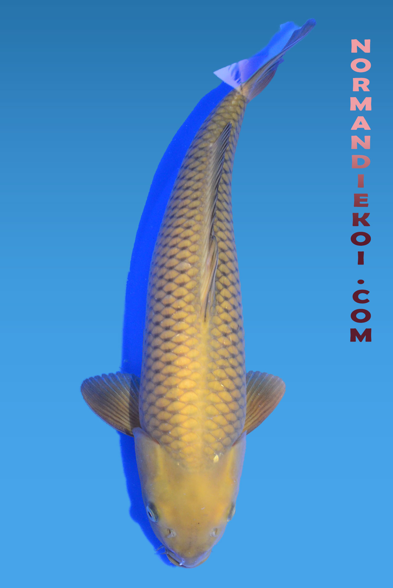 Chagoi