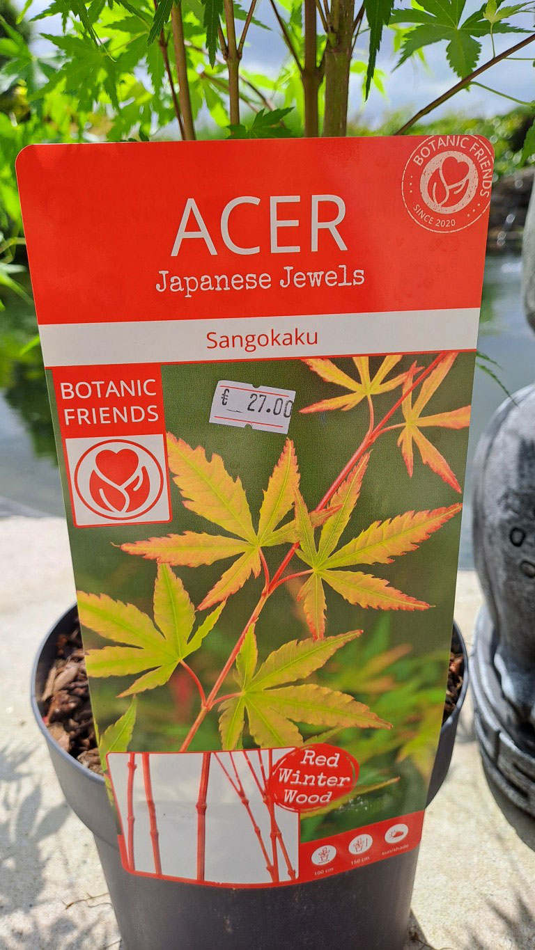 Acer palmatum 'Sango kaku'