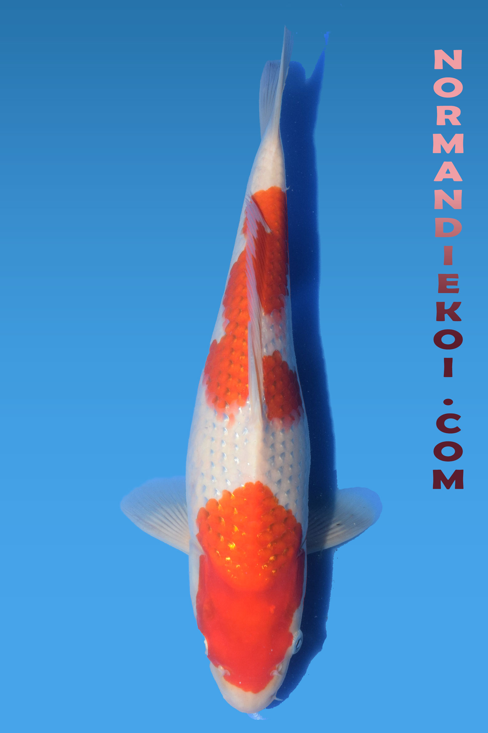 Kohaku