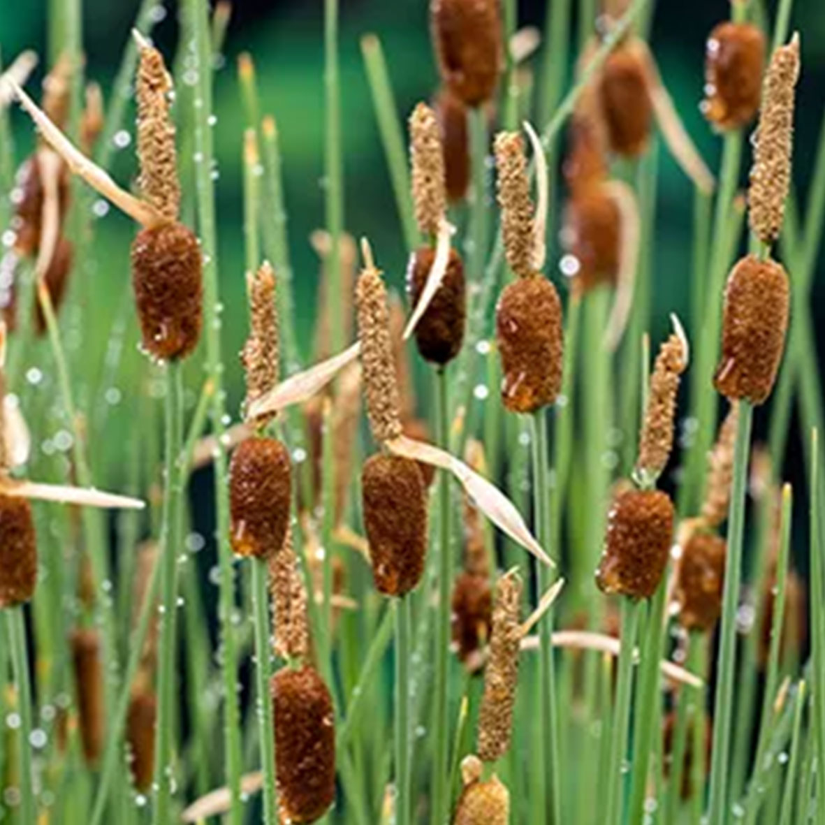 Typha minima