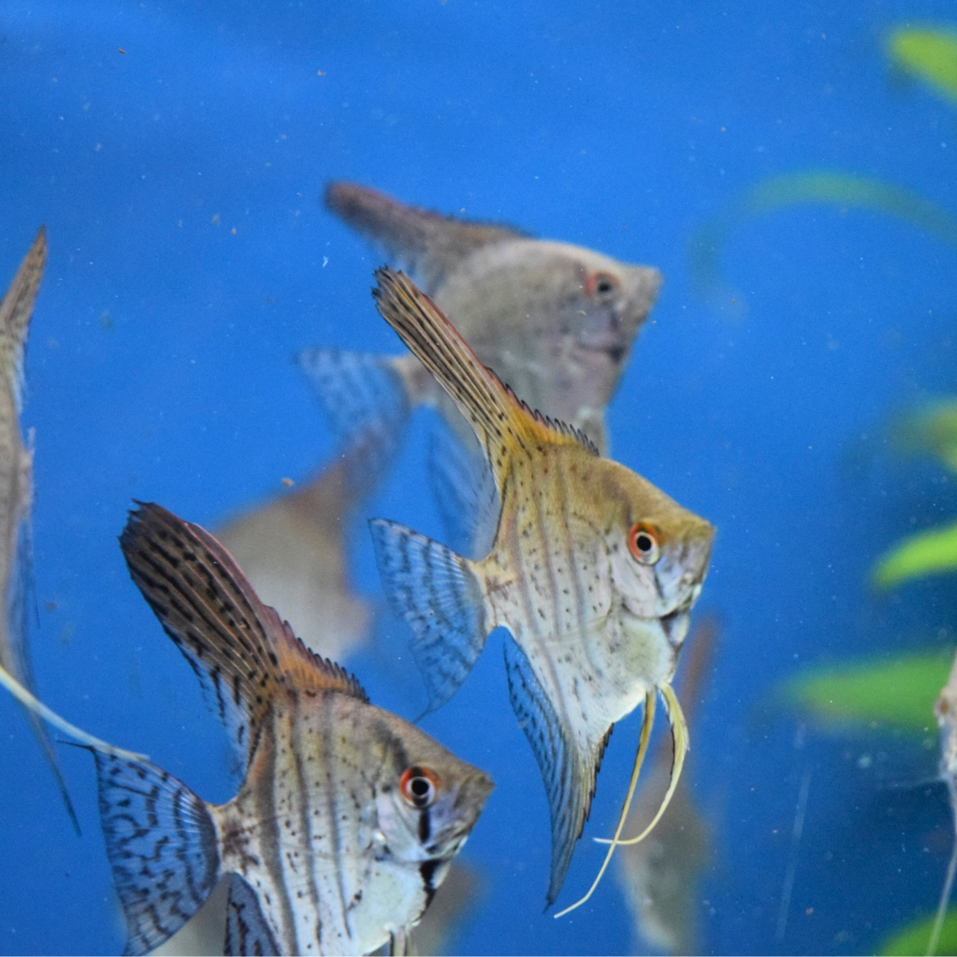 Pterophyllum scalare - Scalaire Zébré