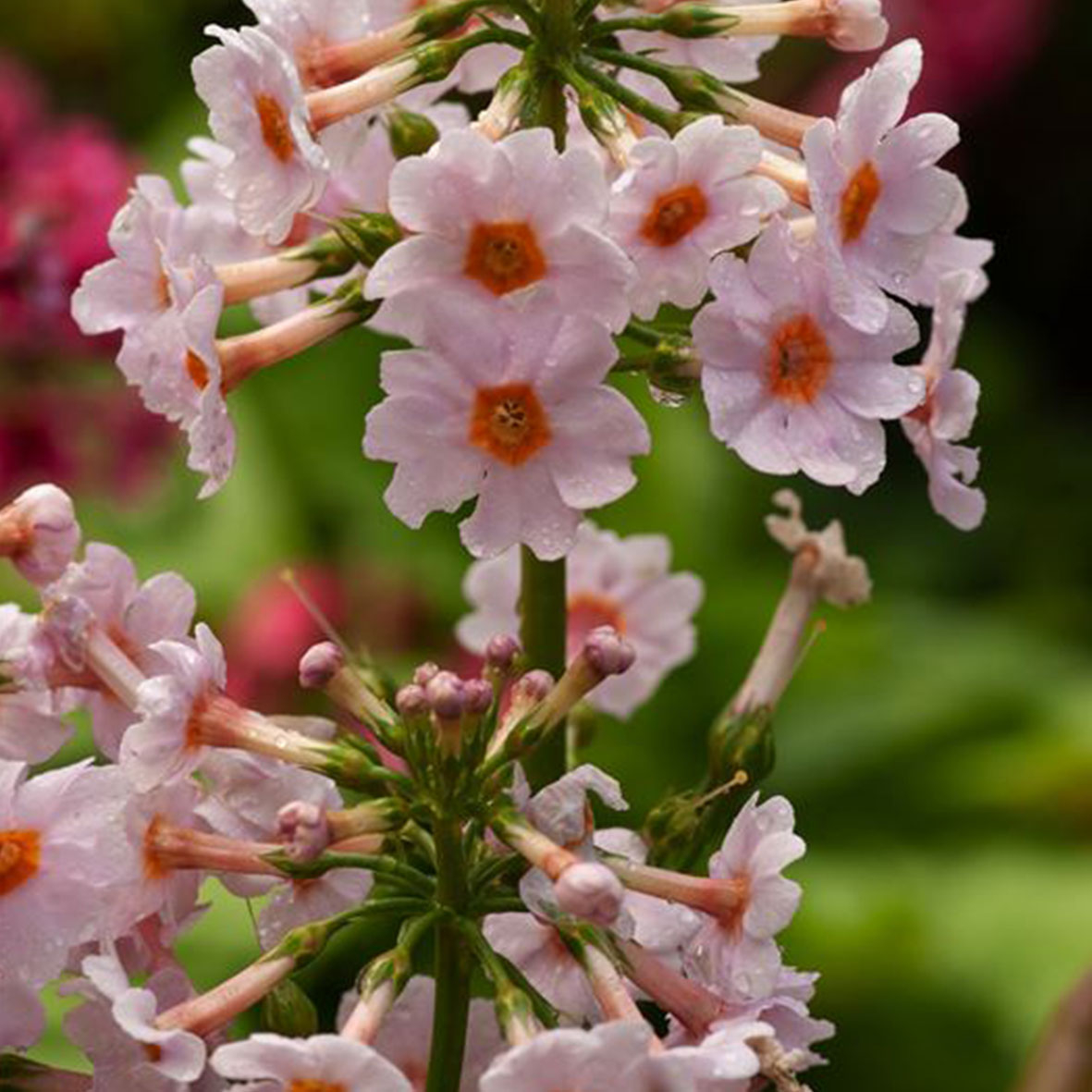 Primula japonica Apple Blossom