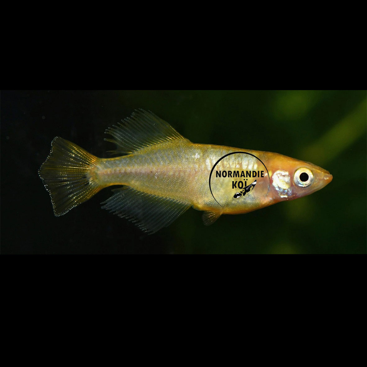 Oryzias latipes - Medaka Hikari Jaune