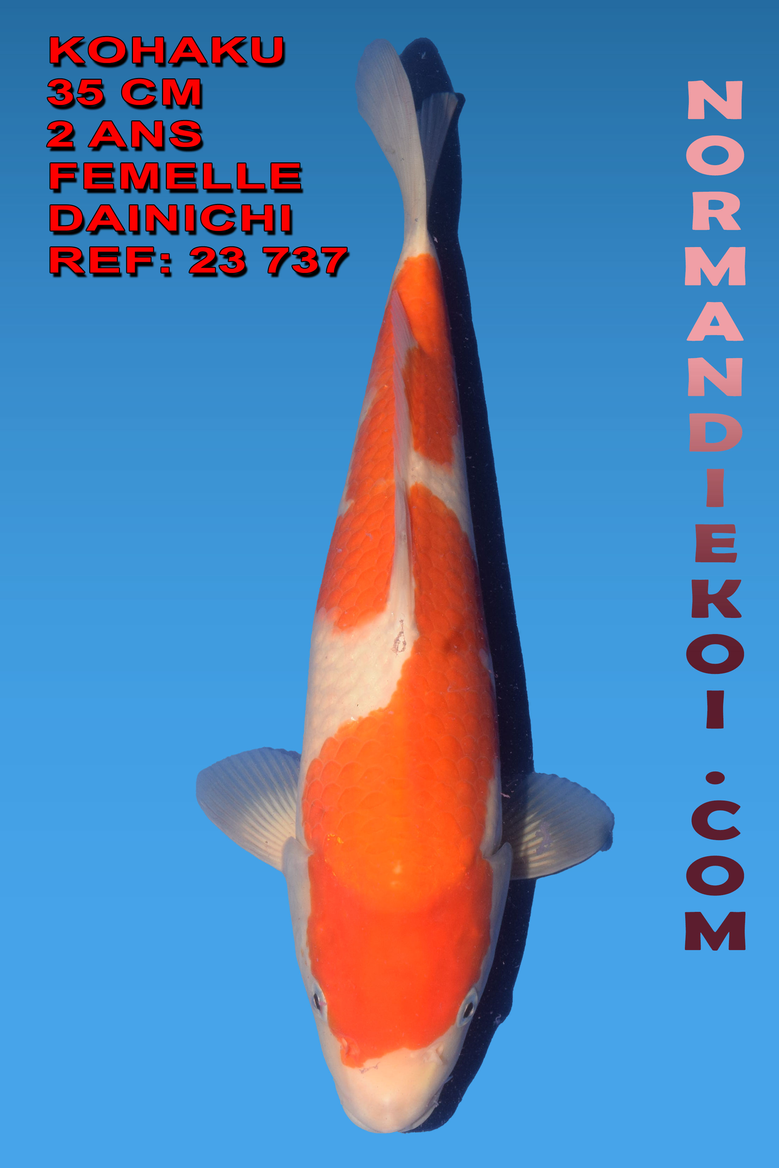 KOHAKU
