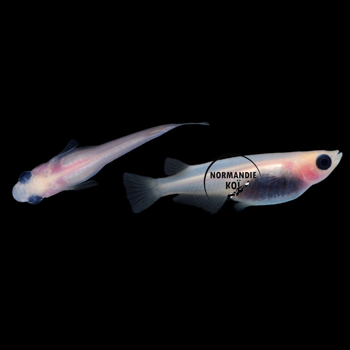 Oryzias latipes - Medaka Panda