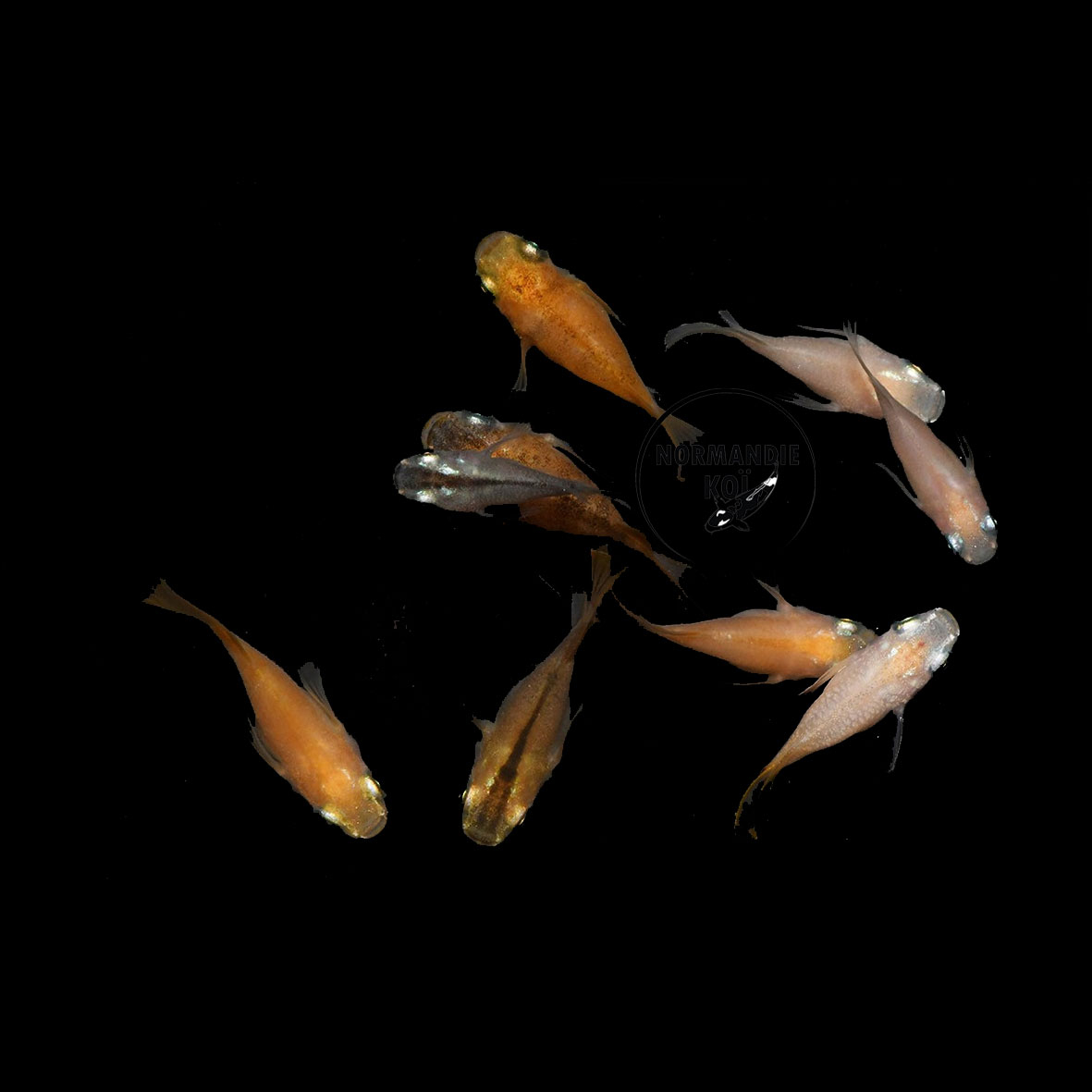 Oryzias latipes - Medaka Mix Daruma