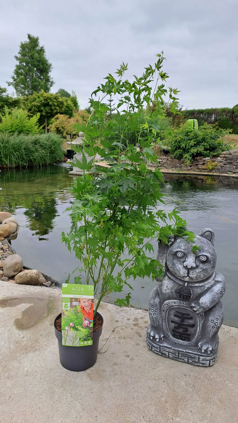 Acer palmatum 'Going Green'®