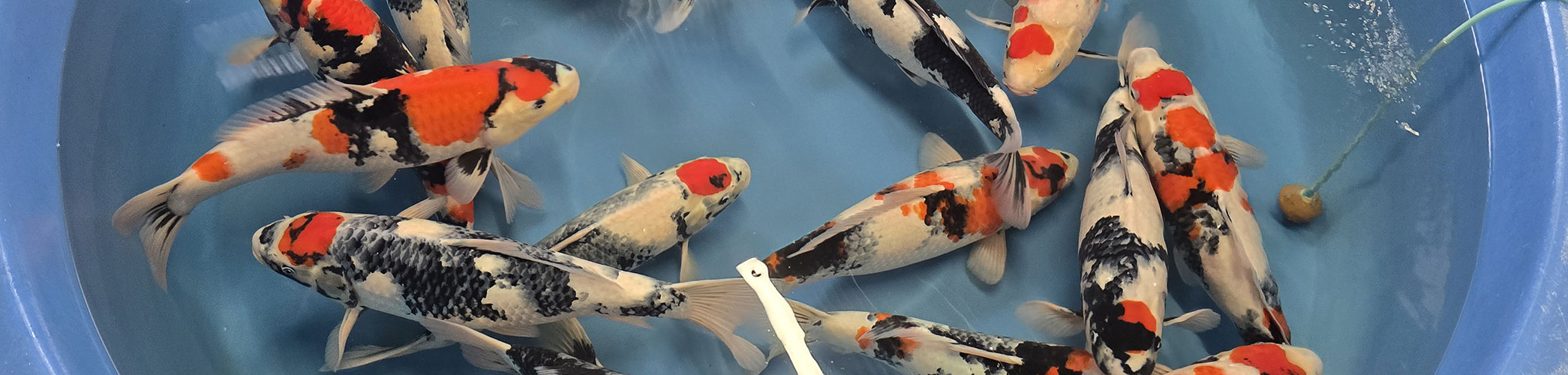 Eclairages de bassin