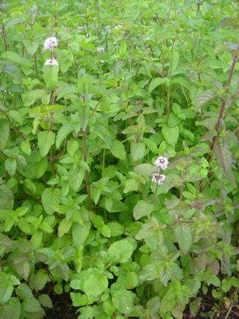 Mentha aquatica