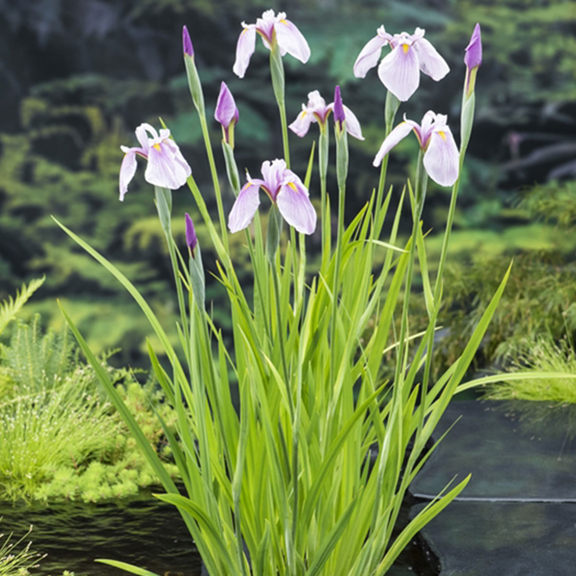 Iris laevigata ‘Rose Queen’