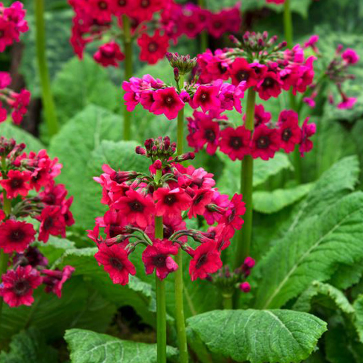 Primula japonica Miller's Crimson