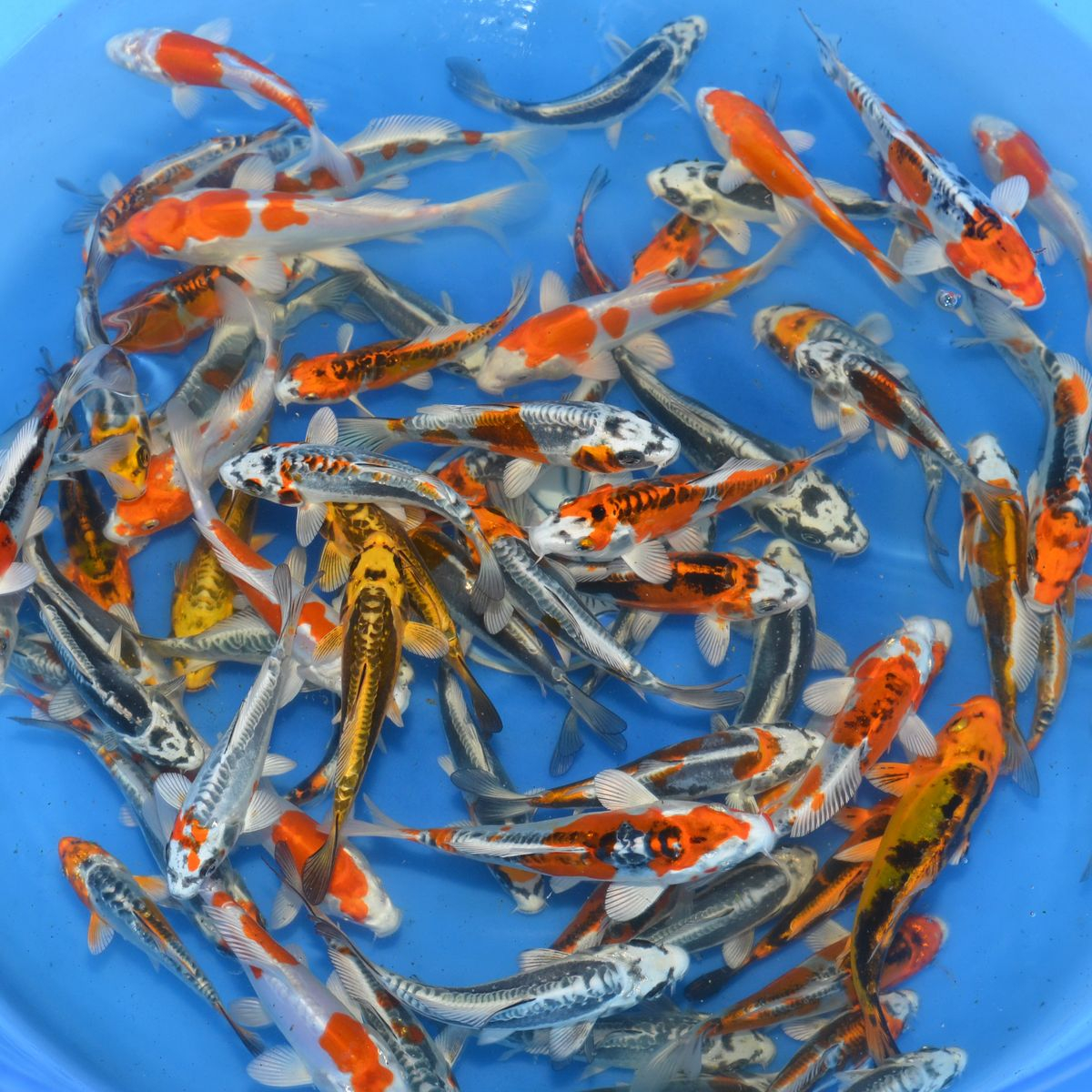 Mix metallic / Yamasan