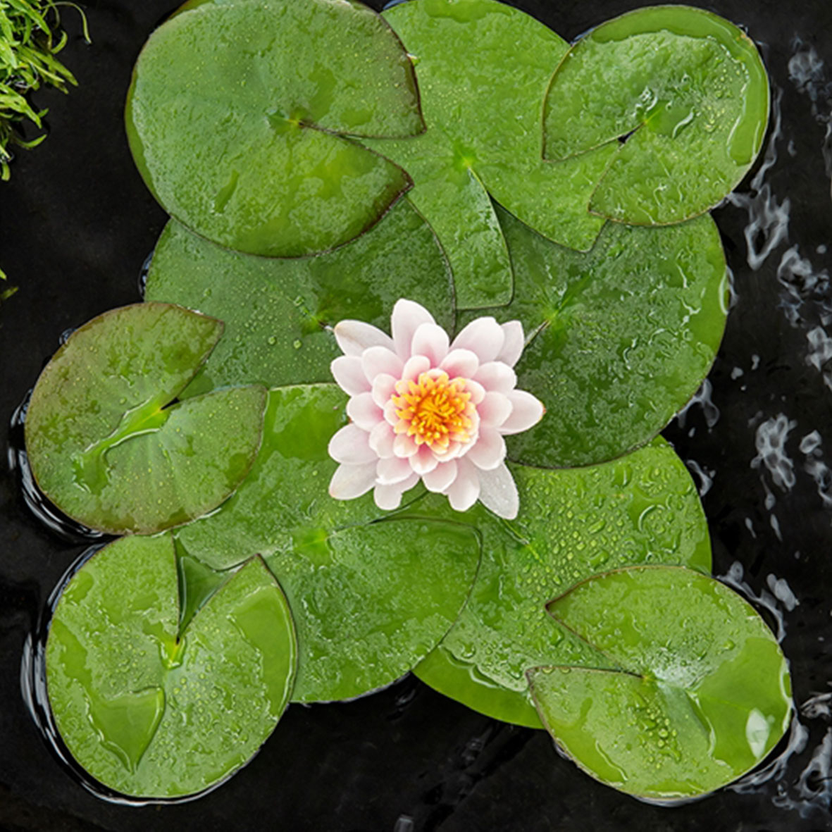 Nenuphar Venusta