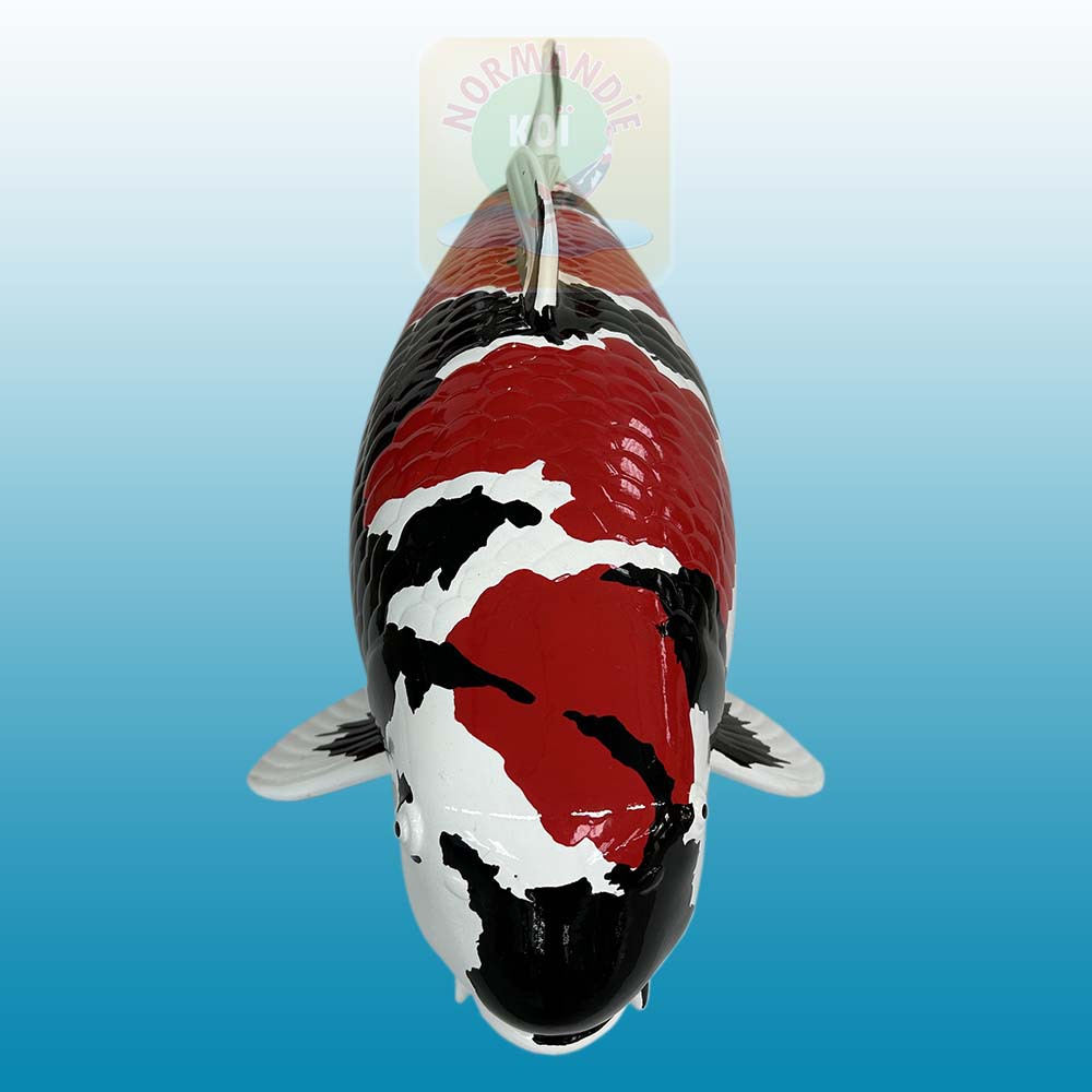 Carpe koï en résine (50cm) Showa