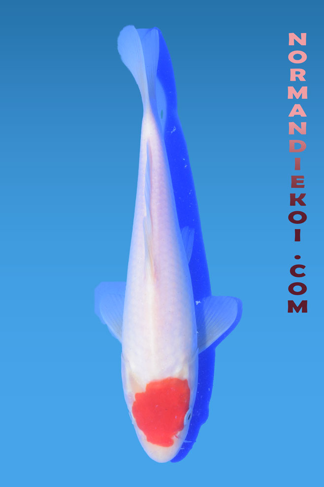 Tancho Kohaku