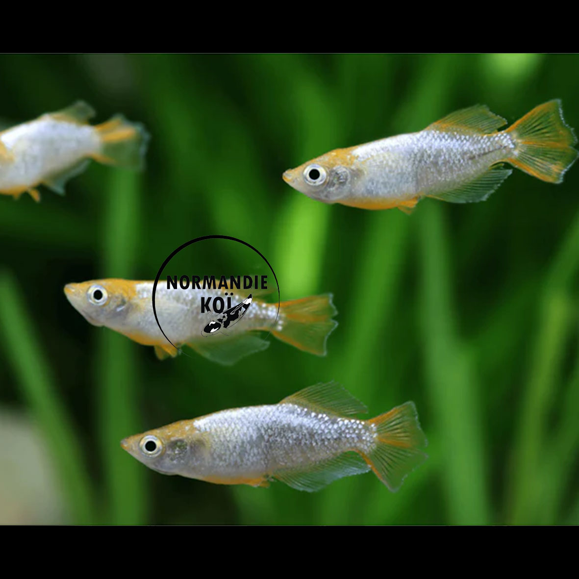 Oryzias latipes - Medaka Tomoki