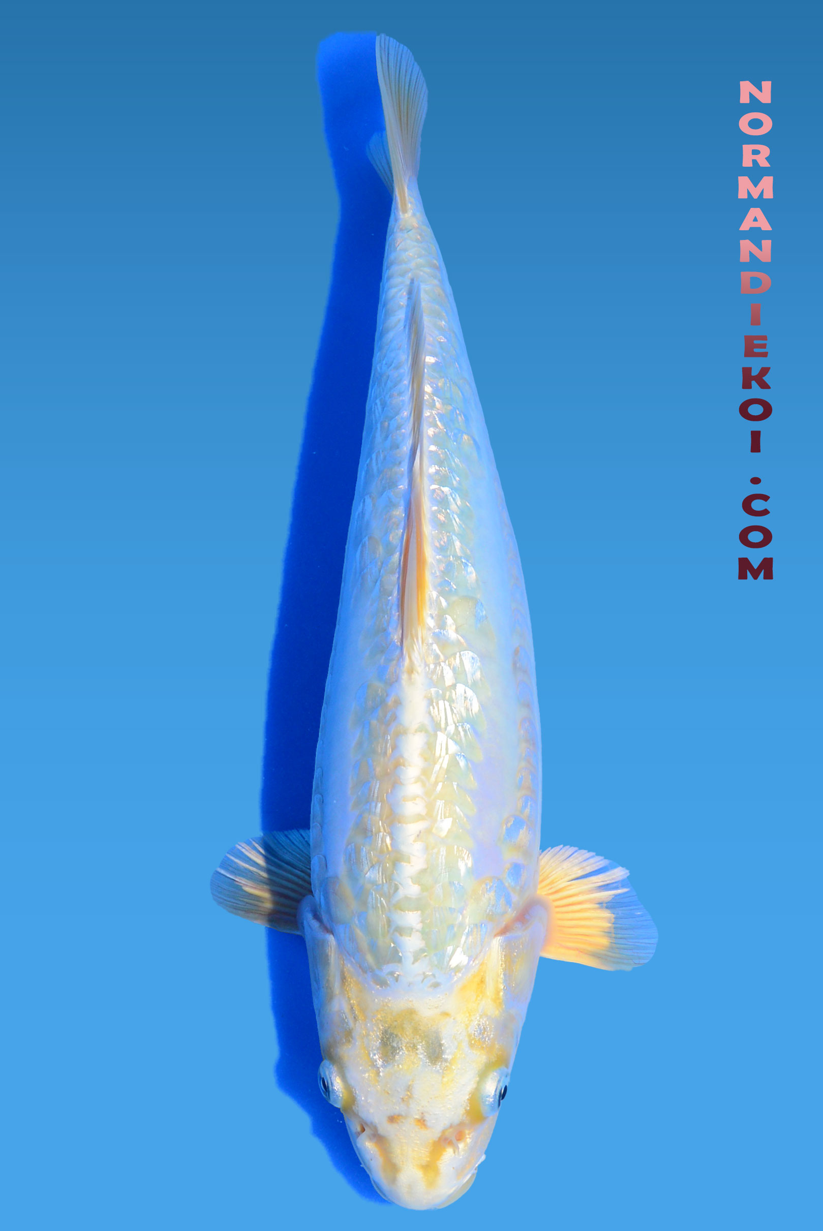 Aragoke mukashi