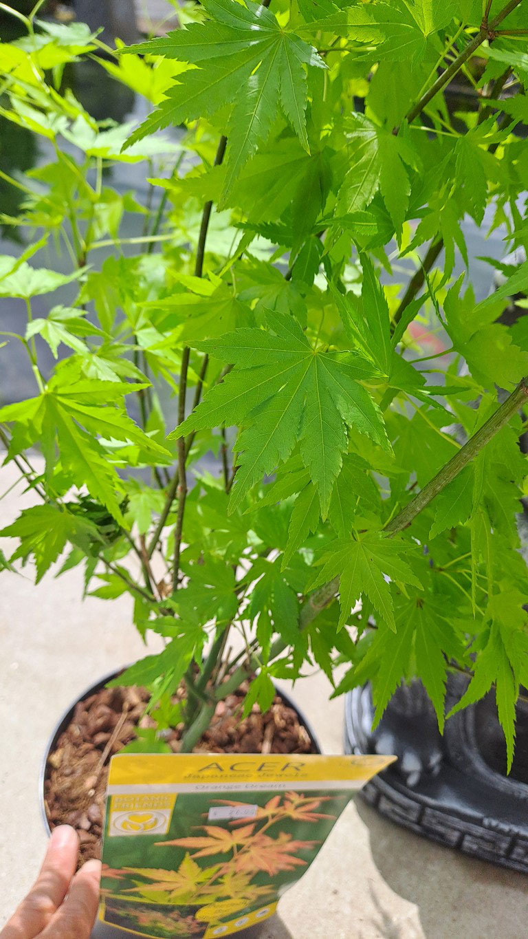 Acer palmatum 'Orange Dream'