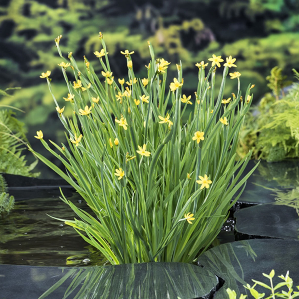 Sisyrinchium californicum