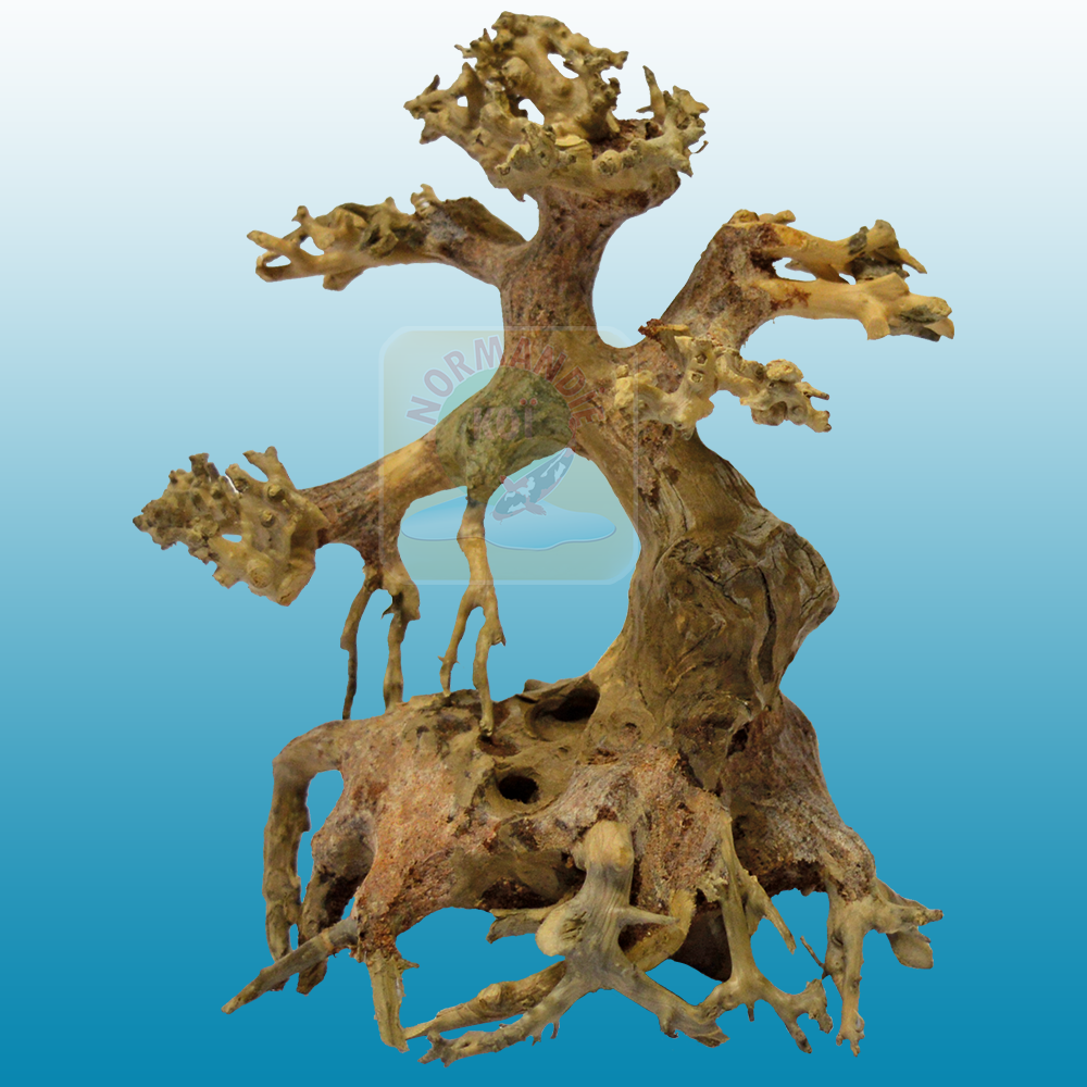 Bonsai Drift Wood