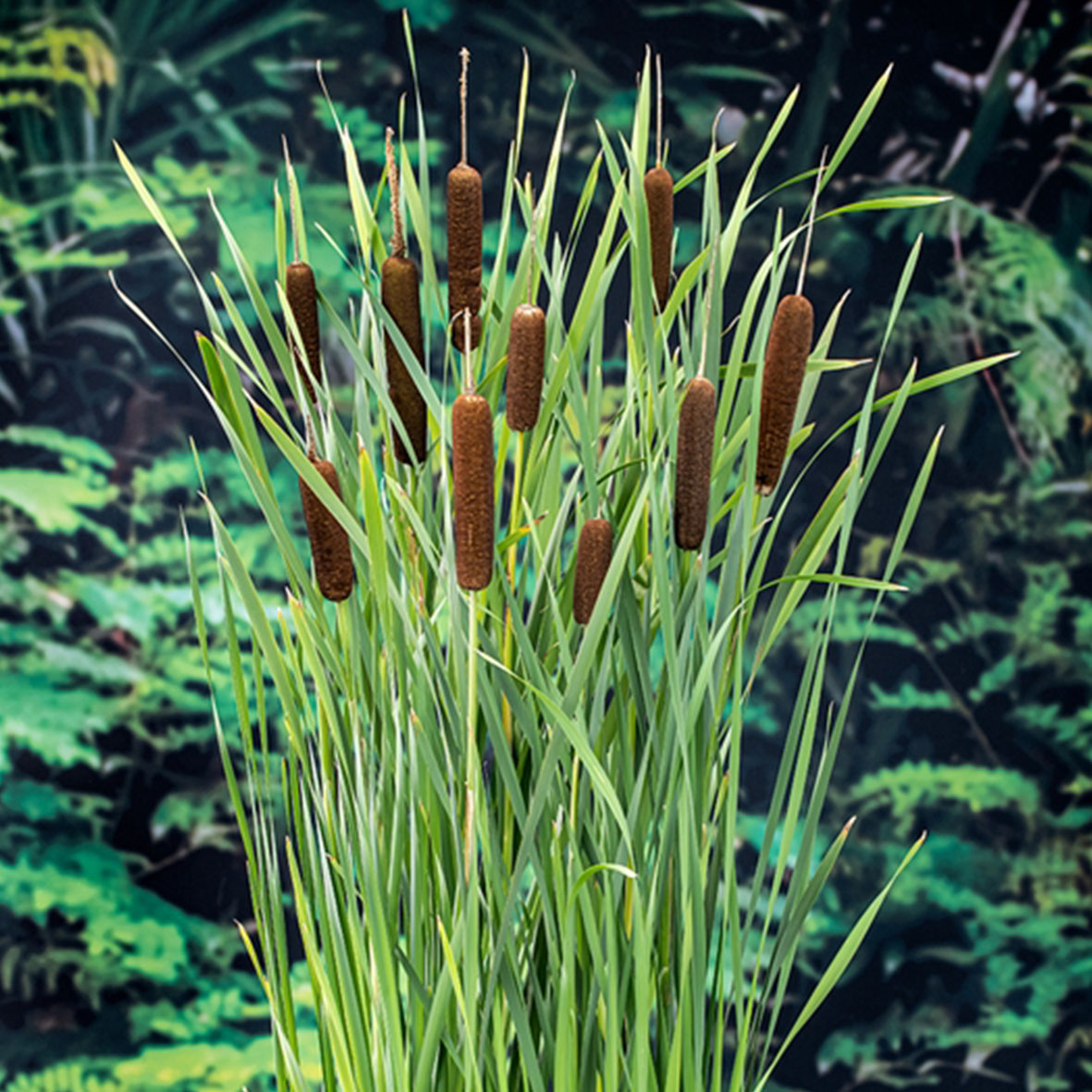 Typha latifolia