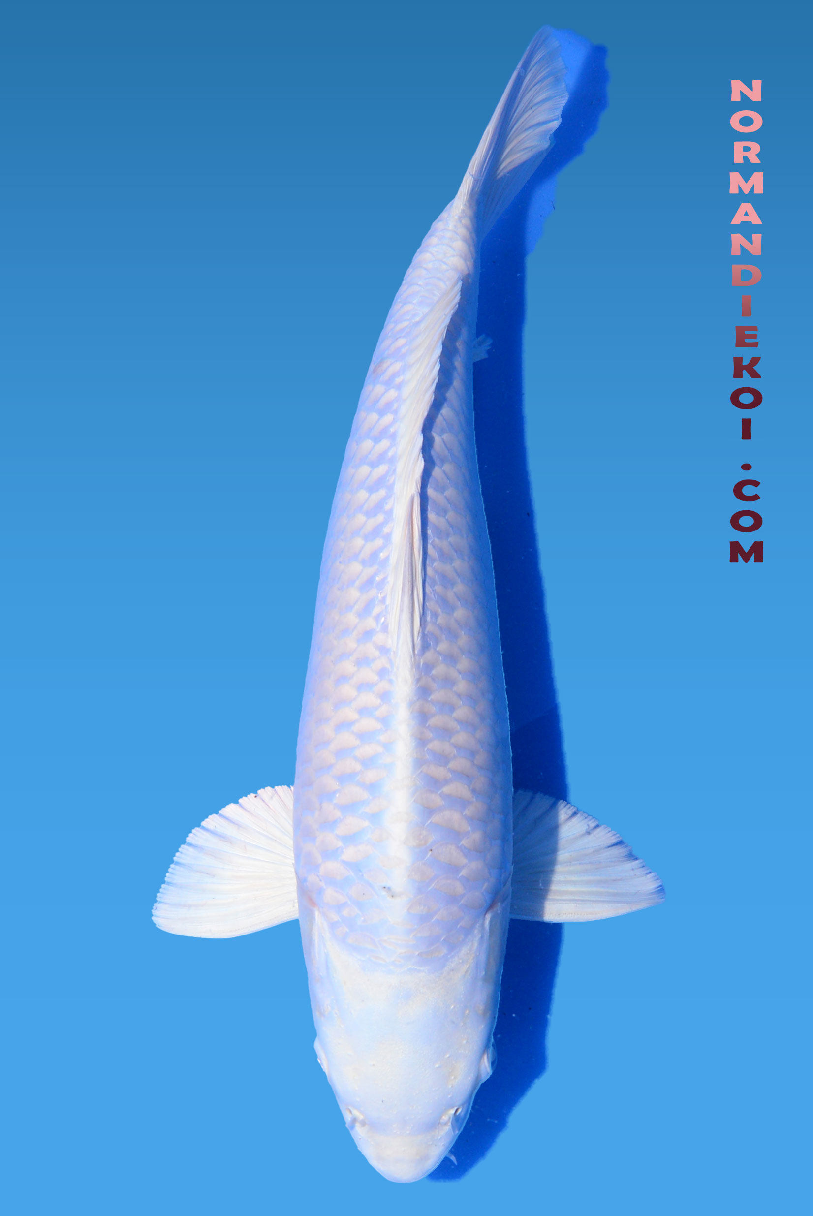 Purachina 
